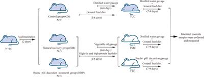 Baohe pill decoction for diarrhea induced by high-fat and high-protein diet is associated with the structure of lactase-producing bacterial community